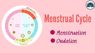 Menstrual Cycle  Ovulation  GCE O Level  Biology [upl. by Yonit]