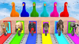 Long Slide Game With Elephant Gorilla Buffalo Hippopotamus Tiger  3d Animal Game  Funny 3d Animals [upl. by Tallia]