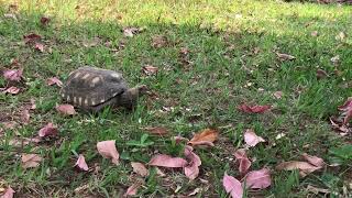 anaturezapreservandoavida 😍👍🐢Observando a Genoveva Tartaruga 😍👍 [upl. by Ahouh]