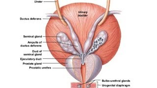 ANATOMY OF URINARY BLADDER  EXTERNAL AND INTERNAL FEATURES  BY DrAbhishek Kumar [upl. by Atteval]