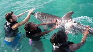 Dolphin Push Pull and Swim Manatee Interaction at Chankanaab Cozumel Mexico [upl. by Rj]