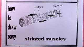 how to draw striated musclesstriated muscles drawing [upl. by Ecirum]