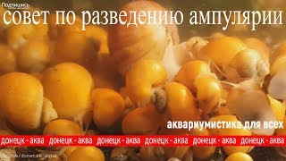 ампулярия улитка Pomacea bridgesii ВСЕ ЧТО НУЖНО ЗНАТЬ ПРО УЛИТОК [upl. by Krawczyk]