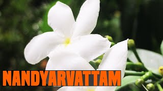 Nandyarvattam Ayurvedic Uses and Facts About Nandyarvattam  Tabernaemontana divaricata [upl. by Atteyram]