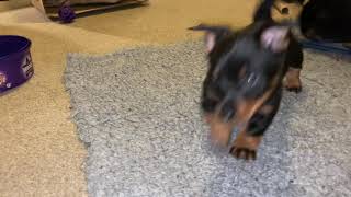 Lancashire Heeler puppies  playtime [upl. by Wallford341]