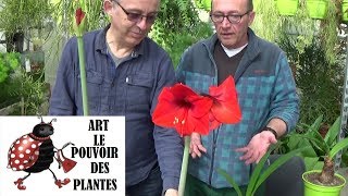 Jardinage amaryllis Comment faire refleurir un bulbe damaryllis Plante annuelle [upl. by Ahsyek]