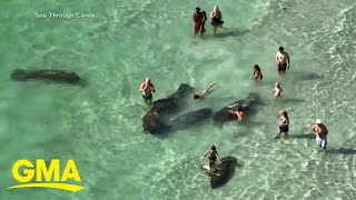 Tourists caught harassing manatees in Florida l GMA [upl. by Eisdnyl]