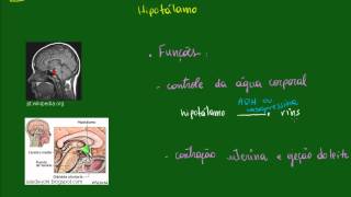 Sistema Endócrino  Hipotálamo  Funções [upl. by Amihc]