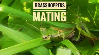 Grasshoppers Mating While Eating [upl. by Eeleimaj]