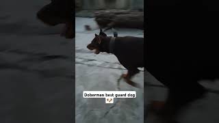 doberman pinscher barking doberman pinscher guard dog dobbermanShorts🐕 [upl. by Philpot]