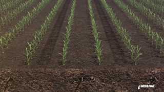 Subsurface drip irrigation for corn by Netafim [upl. by Mcquillin]