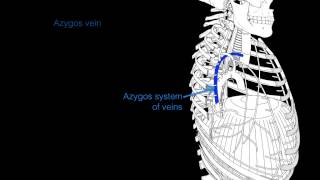 Intercostal veins [upl. by Rehtaeh]