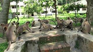 Monkeys Fighting With other groups II Langur Monkey Fight and Sounds [upl. by Ailecnarf]