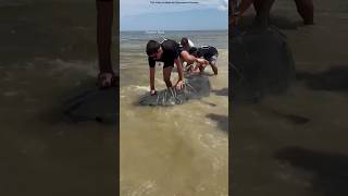 Group Saves Sharks Life shortsvideo [upl. by Runkel]