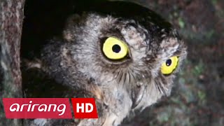 KOREAN NATURAL MONUMENT ANIMALEp9 Scops Owl소쩍새 [upl. by Aynosal54]