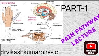 pain pathway electrotherapypain gate theory physiotherapypain gate theory physiotherapy notes [upl. by Kulsrud]