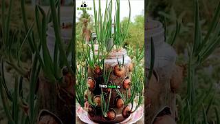 Growing Onions with just a plastic bottle great results garden gardening [upl. by Christiansen668]