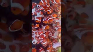 Lots of ocellaris clownfish ready for growout [upl. by Michon]