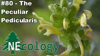 NEcology 80  The Peculiar Pedicularis [upl. by Aneret]