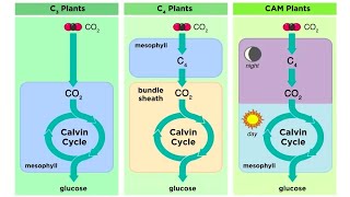 Types of Photosynthesis in Plants C3 C4 and CAM [upl. by Andi]