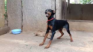 Doberman barking soundAggressive DobermanDoberman American pinscher [upl. by Yakcm]