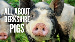 Berkshire Pigs All You Need to Know [upl. by Karr81]