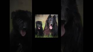 Groenendale Belgian Shepherd Dog  groenendael edit template [upl. by Eimmak525]