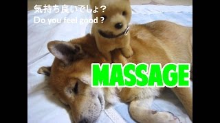 日本初マッサージ上手なおもちゃの柴犬にメロメロな柴犬まめ [upl. by Louisette28]