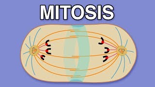 MITOSIS CYTOKINESIS AND THE CELL CYCLE [upl. by Rogerg804]