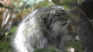 Pallas cat “meowing” [upl. by Eeleimaj]