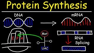 Transcription and Translation  Protein Synthesis From DNA  Biology [upl. by Magan]