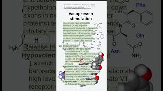 Vasopressin stimulation [upl. by Dlonyer]