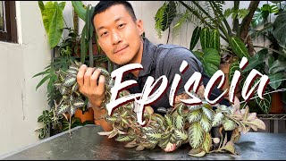 Episcia A Fast Growing Easy Low Light Plant Care Tips and Propagation  WITH UPDATES [upl. by Etnaid]