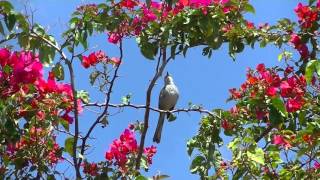 Hialeahs Mockingbird Sinsonte de Hialeah [upl. by Notsuj190]