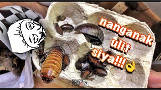 Magparami pa kayo😁 Madagascar hissing cockroach colony [upl. by Delmer]