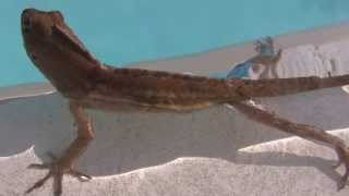 Little anole lizard Florida swimming pool [upl. by Lleryt]