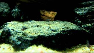 Julidochromis dickfeldi fry [upl. by Alrac]