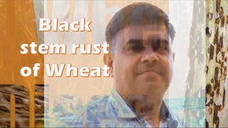 Black rusts stem rust of wheat [upl. by Ojela]