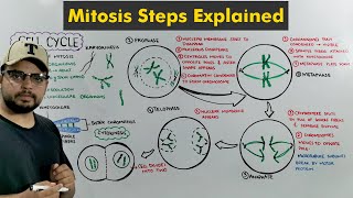 Cell Cycle Mitosis in Detail [upl. by Tammy661]