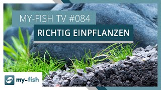 Tipps zum Einpflanzen deiner Aquariumpflanzen  myfish TV 84 [upl. by Ennaylloh]