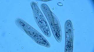 Paramecium movement [upl. by Jeb328]