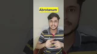 Abrotanum Homeopathic Medicine shorts youtubeshorts [upl. by Alemrac]