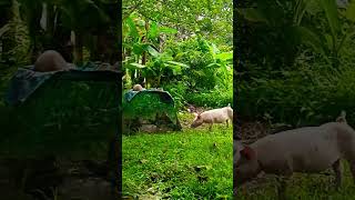 Laban lang mga kabackyard farm pigfarmvideo backyardfarming [upl. by Halette]