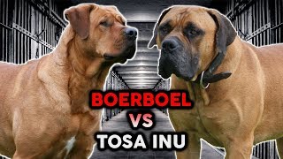 TOSA INU vs BOERBOEL The Best Guard Dog Breed [upl. by Saree]