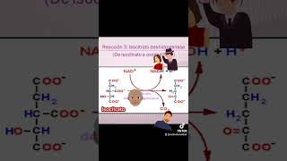 Ciclo de Krebs en historias bioquimica estudiantesdemedicina enfermería bioquimicos medicina [upl. by Ocram]