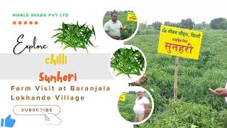 Discover the Sunheri Chilli Seeds by Noble Seeds Company in Lokhande Village 🌶️ [upl. by Adamsun]