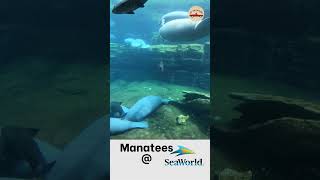 Manatees at the SeaWorld Orlando Rescue Center [upl. by Ellerol608]