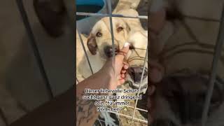 Torin ist ein toller Labradormix und sucht dringend 🚨 ein Körbchen🙏kontaktschattenfelleu [upl. by Ayouqes412]