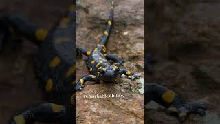 Amazing Salamanders Facts You Wont Believe Salamander Species and Behavior Explained animalfacts [upl. by Kabob277]