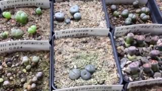 Titanopsis And Haworthia Seedlings Update [upl. by Kaja854]